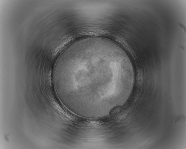 X0000100500585200806271301