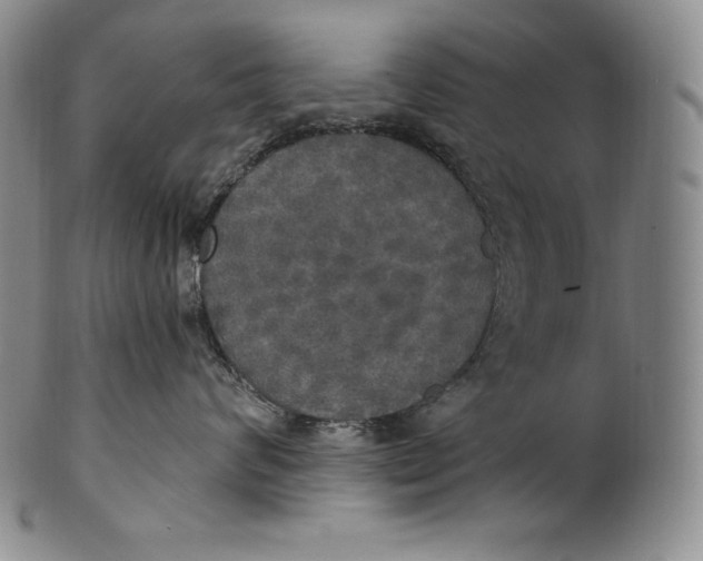 X0000100500624200806271300