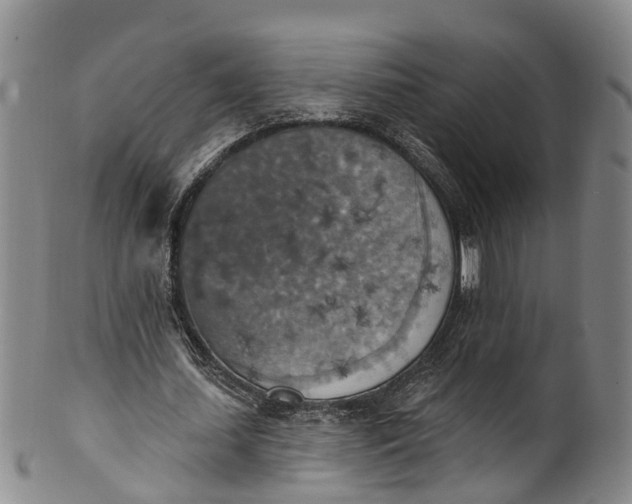 X0000100500627200806271259