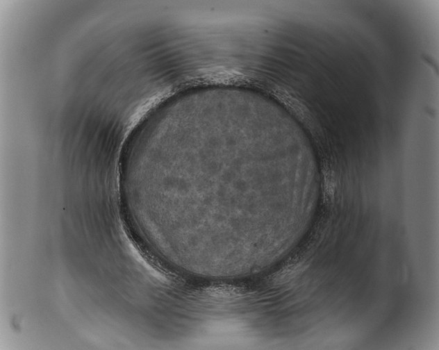 X0000100500630200806271300