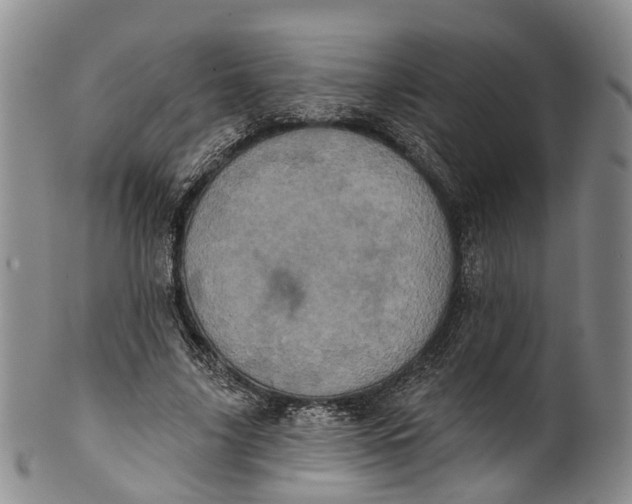 X0000100500635200806271300