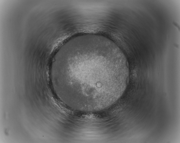 X0000100500688200806271259