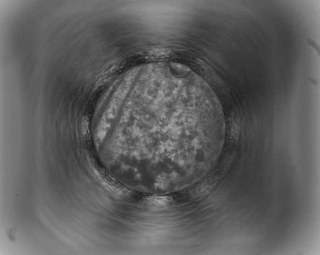 X0000100500711200806271259