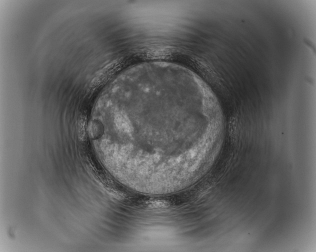 X0000100500741200806271258