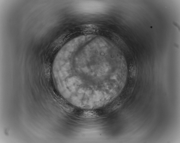 X0000100500753200806271259