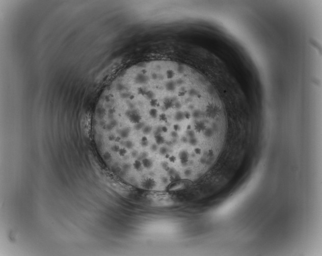 X0000100500767200806271259