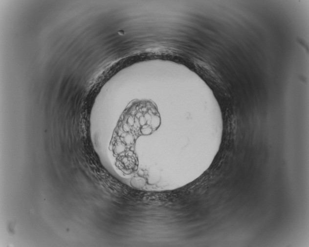 X0000100500776200806271258