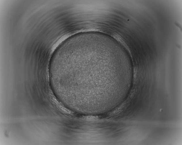 X0000100500789200806271258