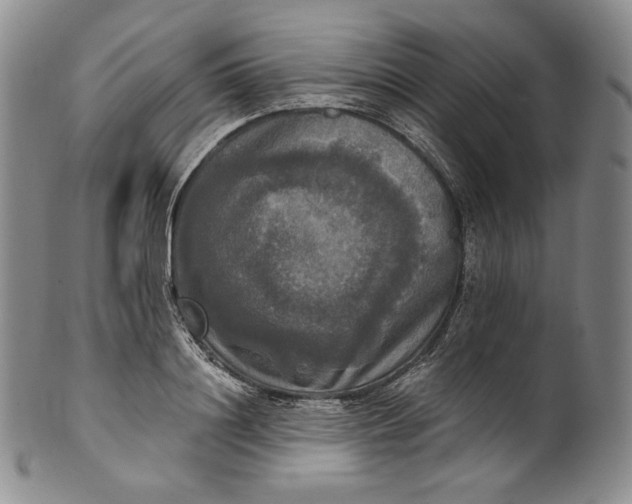 X0000100500844200806271257