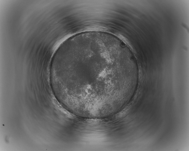 X0000100500854200806271257