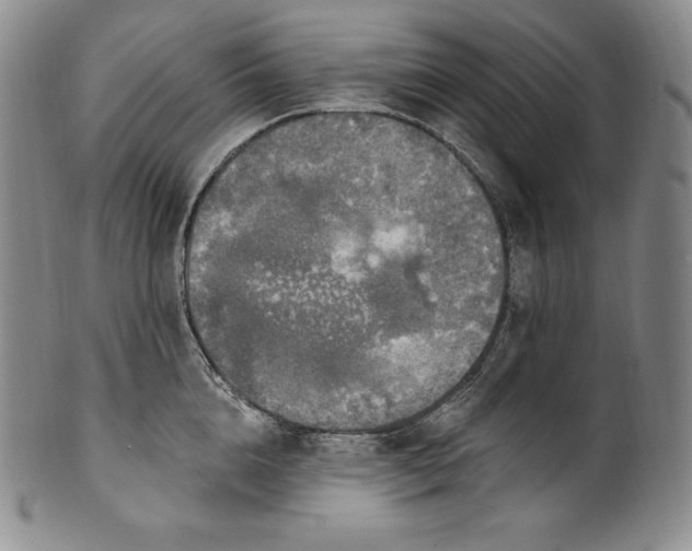 X0000100500856200806271257