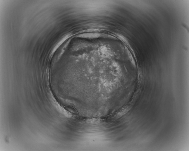 X0000100500859200806271257