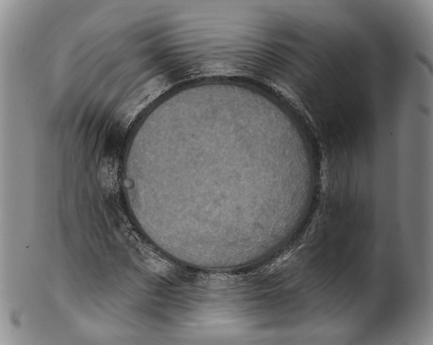 X0000100500873200806271257