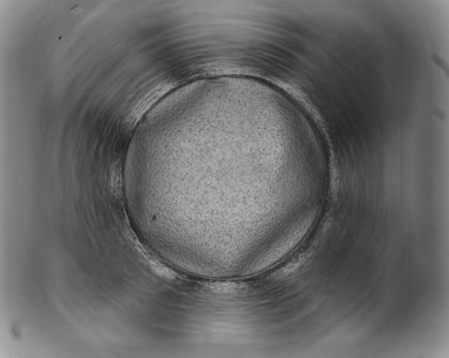 X0000100500897200806271256