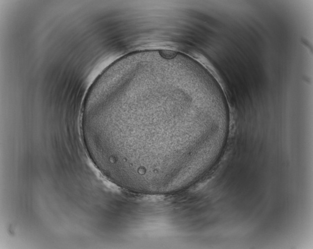 X0000100500909200806271256