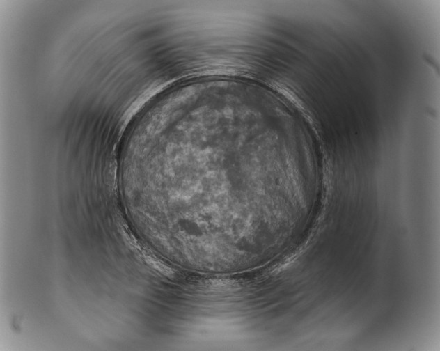 X0000100500933200806271256