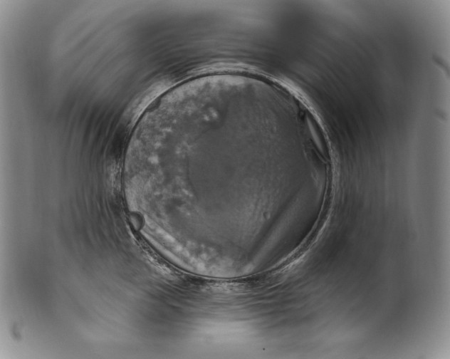 X0000100500953200806271256