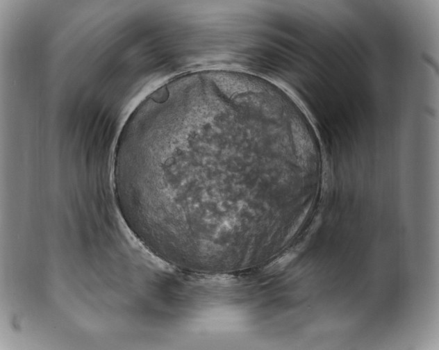 X0000100500957200806271256