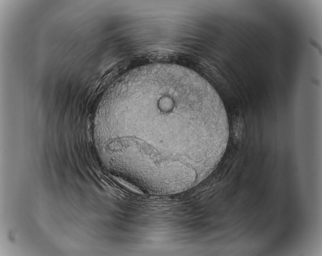 X0000100500964200806271255