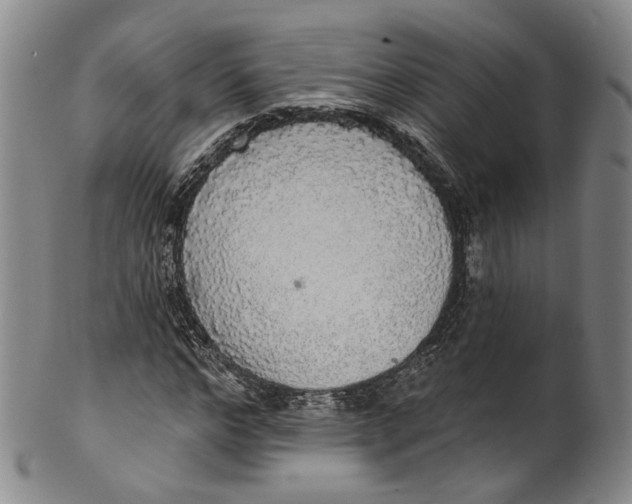 X0000100500968200806271255