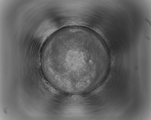 X0000100500974200806271255