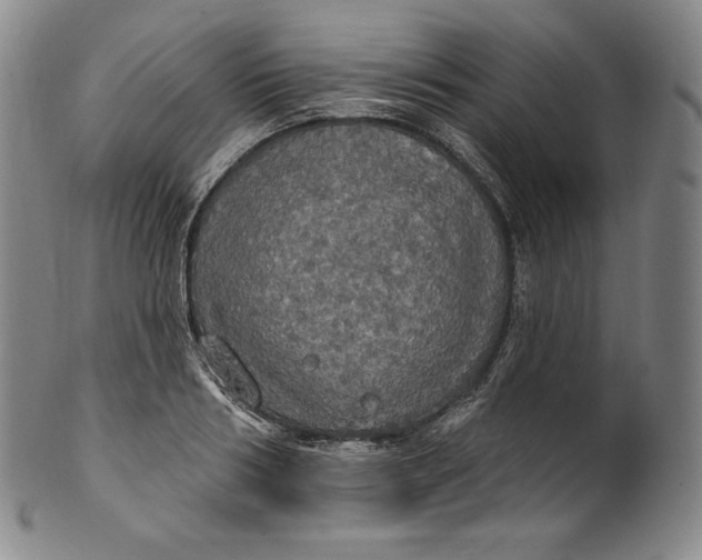 X0000100500986200806271255