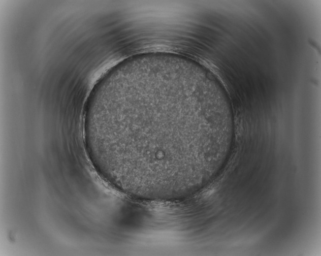 X0000100500987200806271255