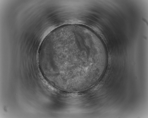 X0000100500990200806271255