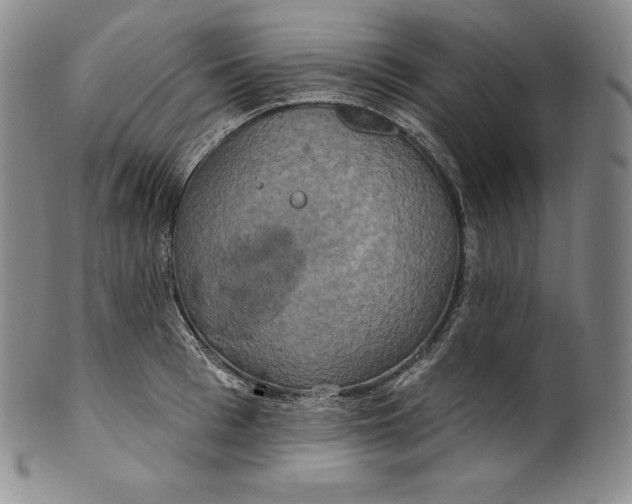 X0000100500993200806271255