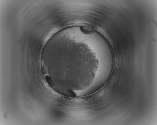 X0000100500994200806271255