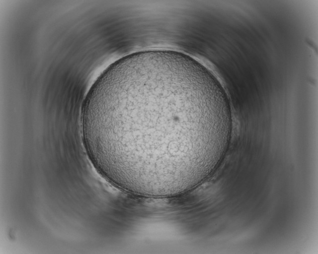 X0000100501006200806271255