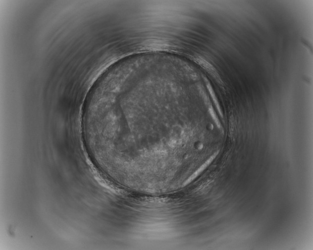 X0000100501039200806271254