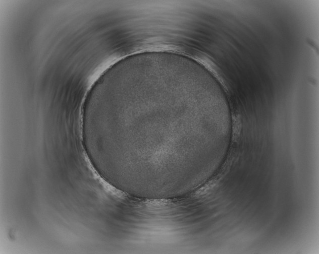 X0000100501046200806271254