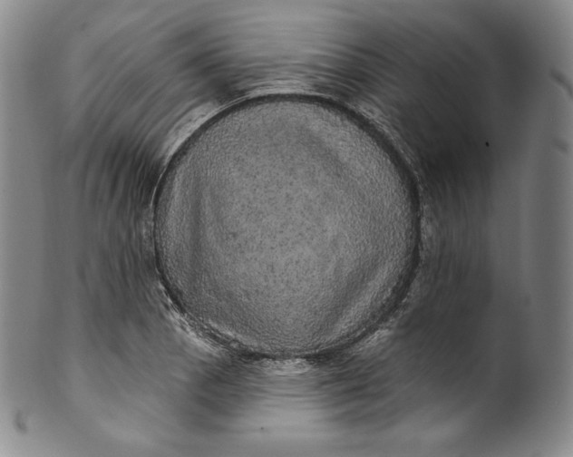 X0000100501129200806271253