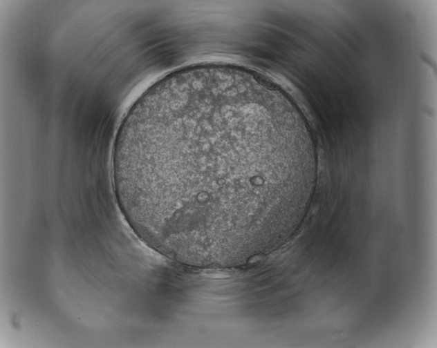 X0000100501199200806271252