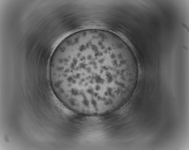 X0000100501246200806271252