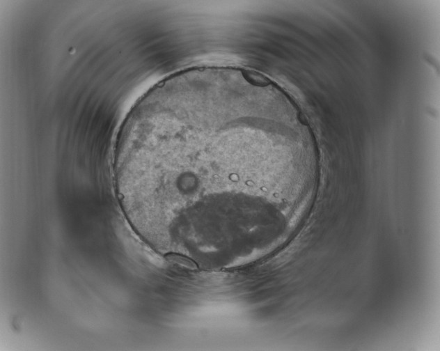 X0000100501248200806271252