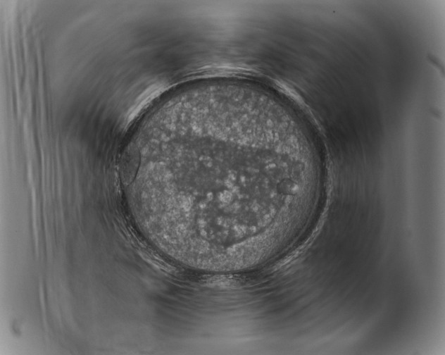 X0000100501259200806271251