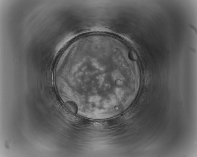 X0000100501271200806271251