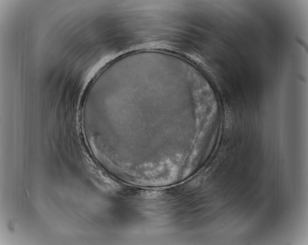 X0000100501278200806271251