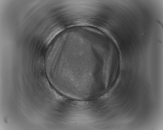 X0000100501289200806271251