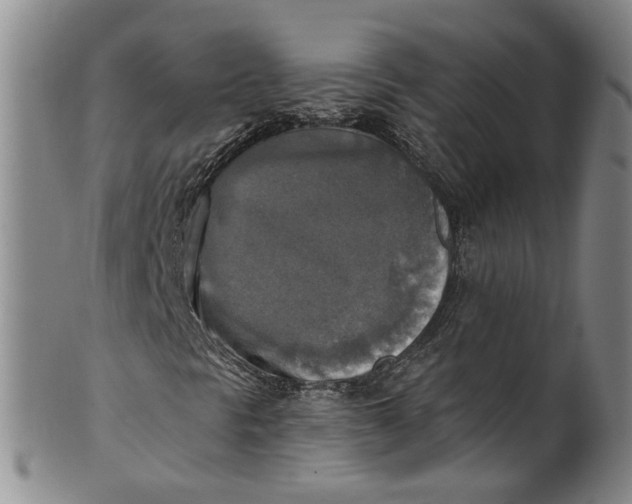 X0000100501297200806271250