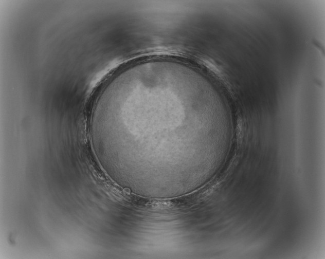 X0000100501310200806271250