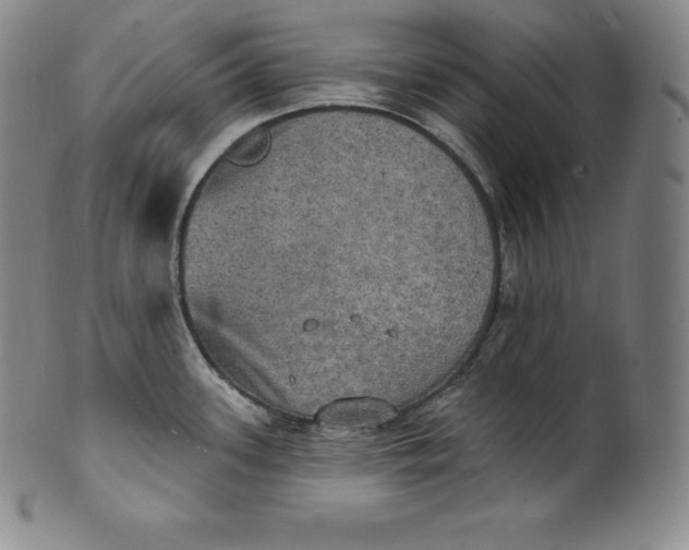 X0000100501339200806271250