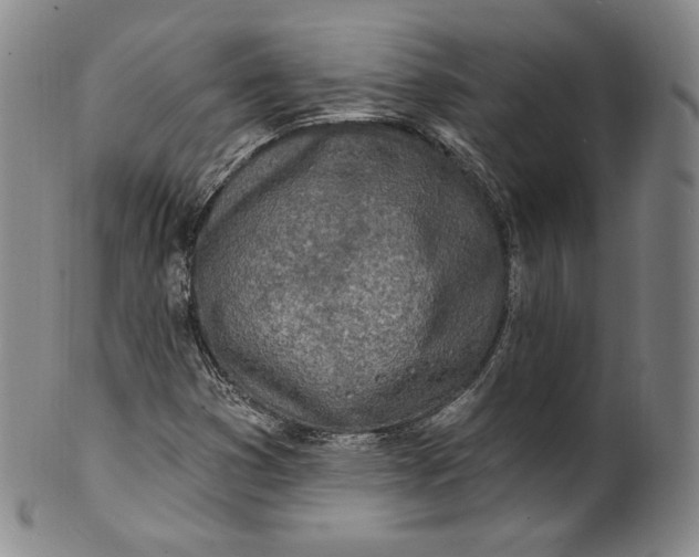 X0000100501353200806271250