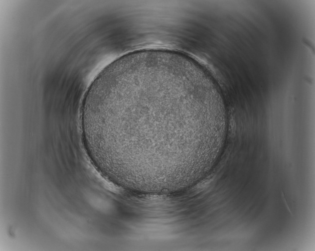 X0000100501375200806271249