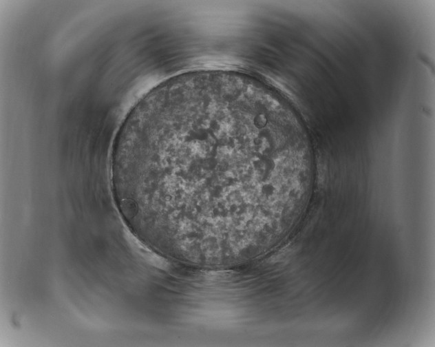 X0000100501471200806271248