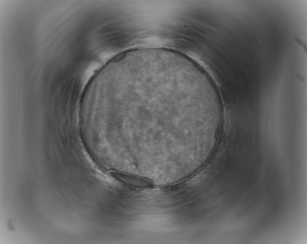 X0000100501477200806271248