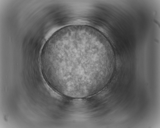 X0000100501478200806271248