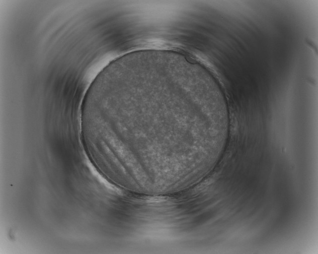 X0000100501479200806271248